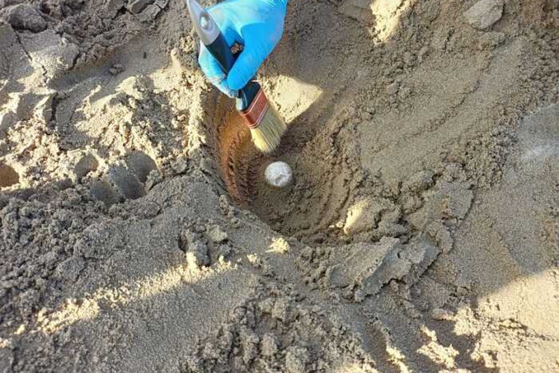 Due nidi di Caretta Caretta sulle spiagge del Salento