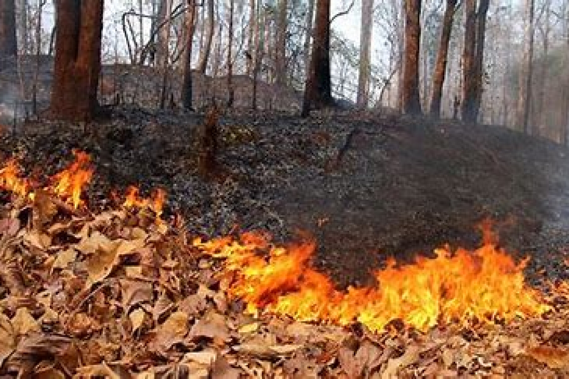 Molti boschi in fiamme in provincia di Reggio Calabria