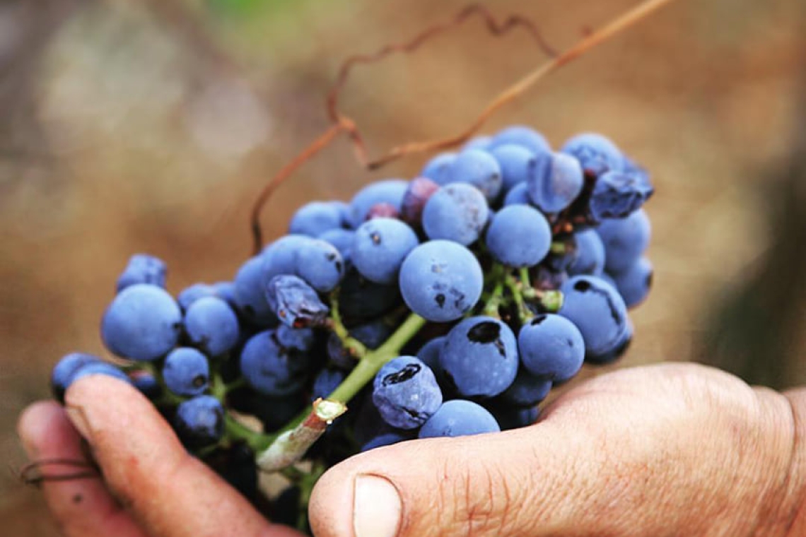 La Vendemmia 2023 in Basilicata subirà una leggera flessione ma sarà di ottima qualità