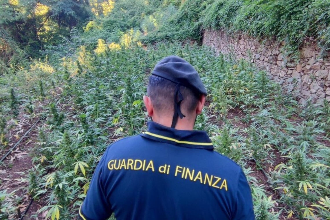 Tre nuove coltivazioni di droga sequestrate nel Lametino