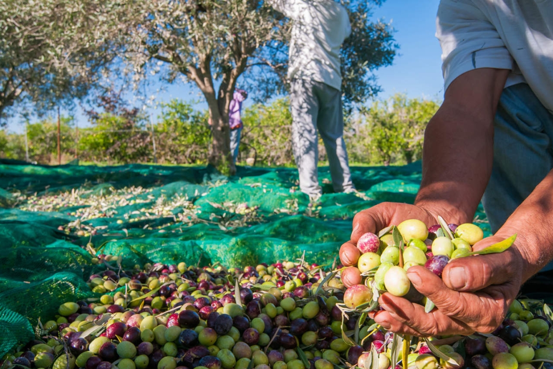 Coldiretti: "Al via la raccolta delle olive, al Sud + 34%"