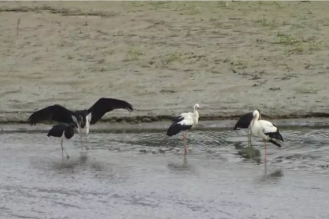 Oasi WWF Lago Angitola: avvistate cicogne bianche e nere 