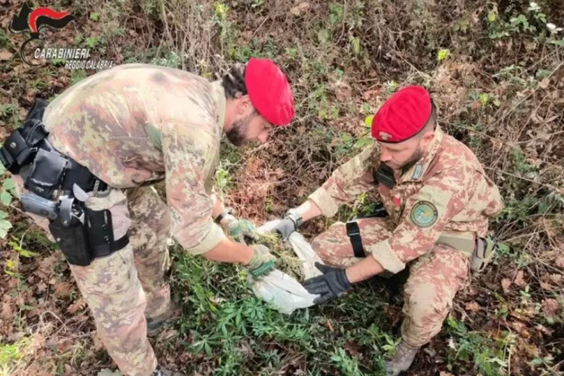 Scoperte due piantagioni di canapa nella Locride: arrestati due coniugi