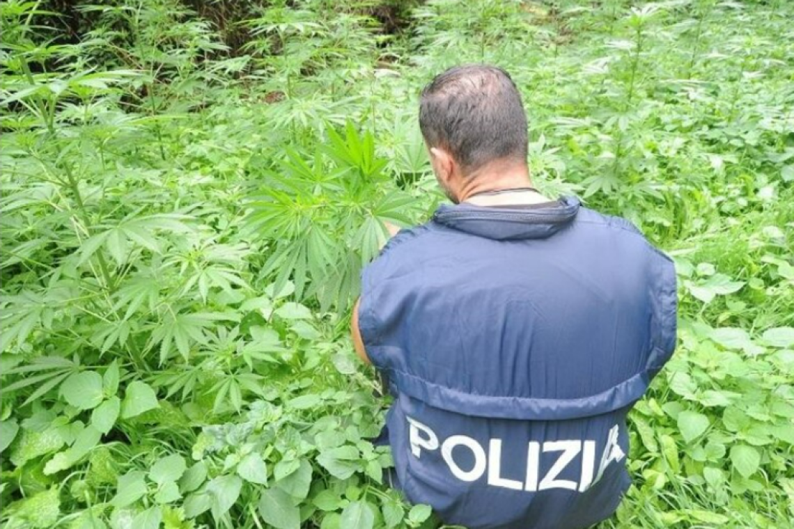 Roggiano Gravina: scoperta piantagione di marijuana, un arresto