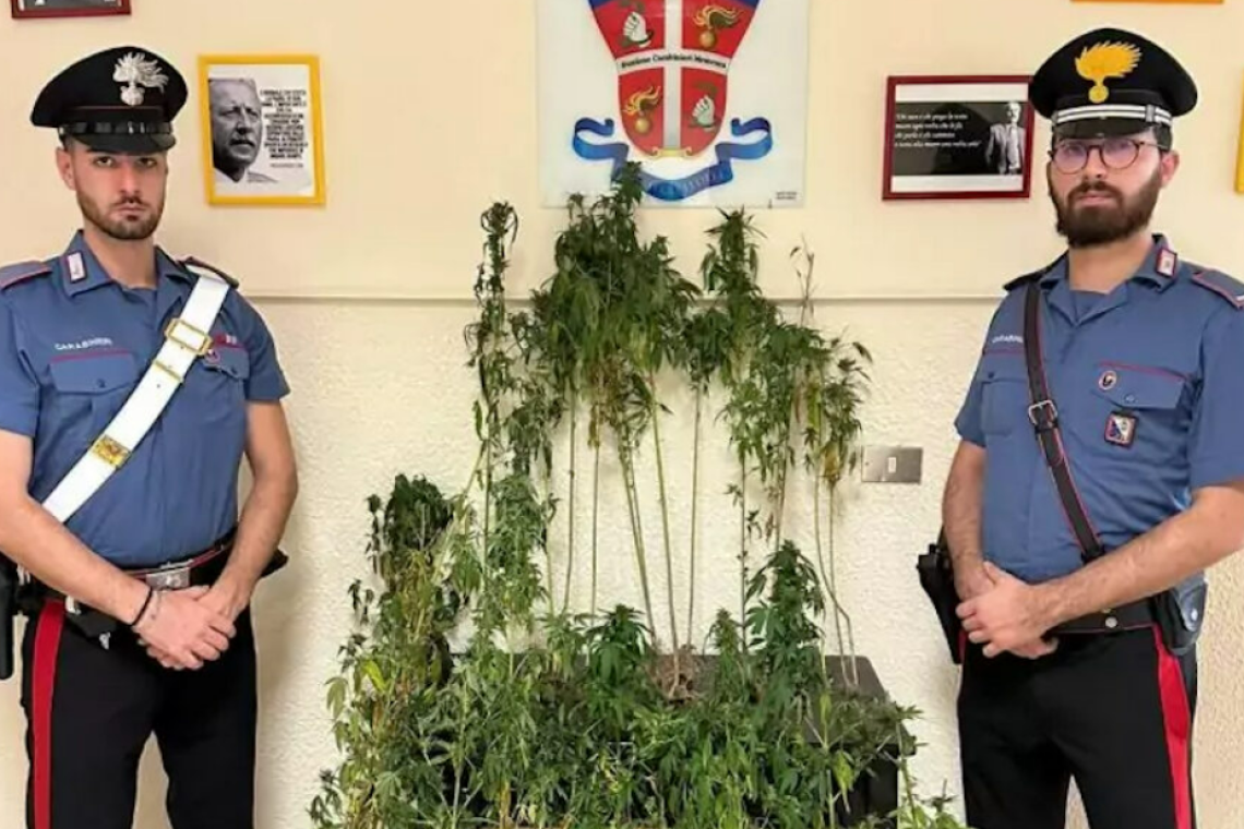 Piantagione di cannabis scoperta dai Carabinieri a Mesoraca: sequestrati 30 kg di marijuana